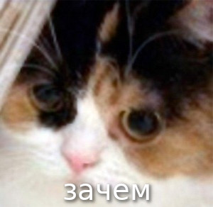 мем с котом